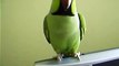 Talking indian ringneck parrot bird Tajj 2