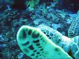 Up Close & Personal With a Green Sea Turtle