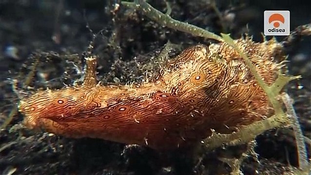 Estranhas Criaturas do Lembeh - Odisseia