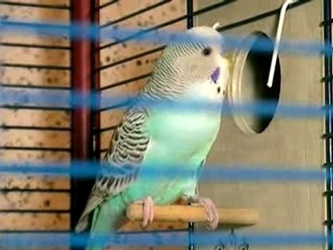 Video Perruches partie 8