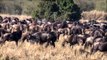 Great Migration: Successful Crossing Mara River Maasai Mara Kenya