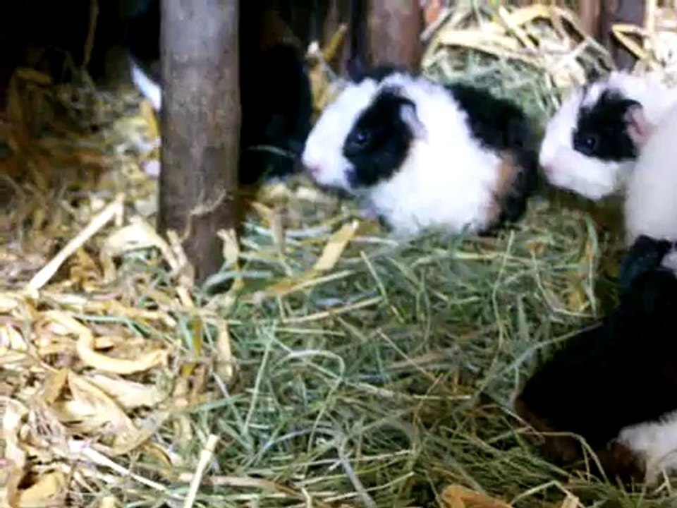 Meerschweinchennachwuchs auf Achse ;-)