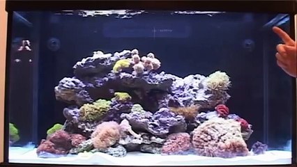 Red Sea MAX C-Series