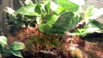 Vietnamese mossy frog care