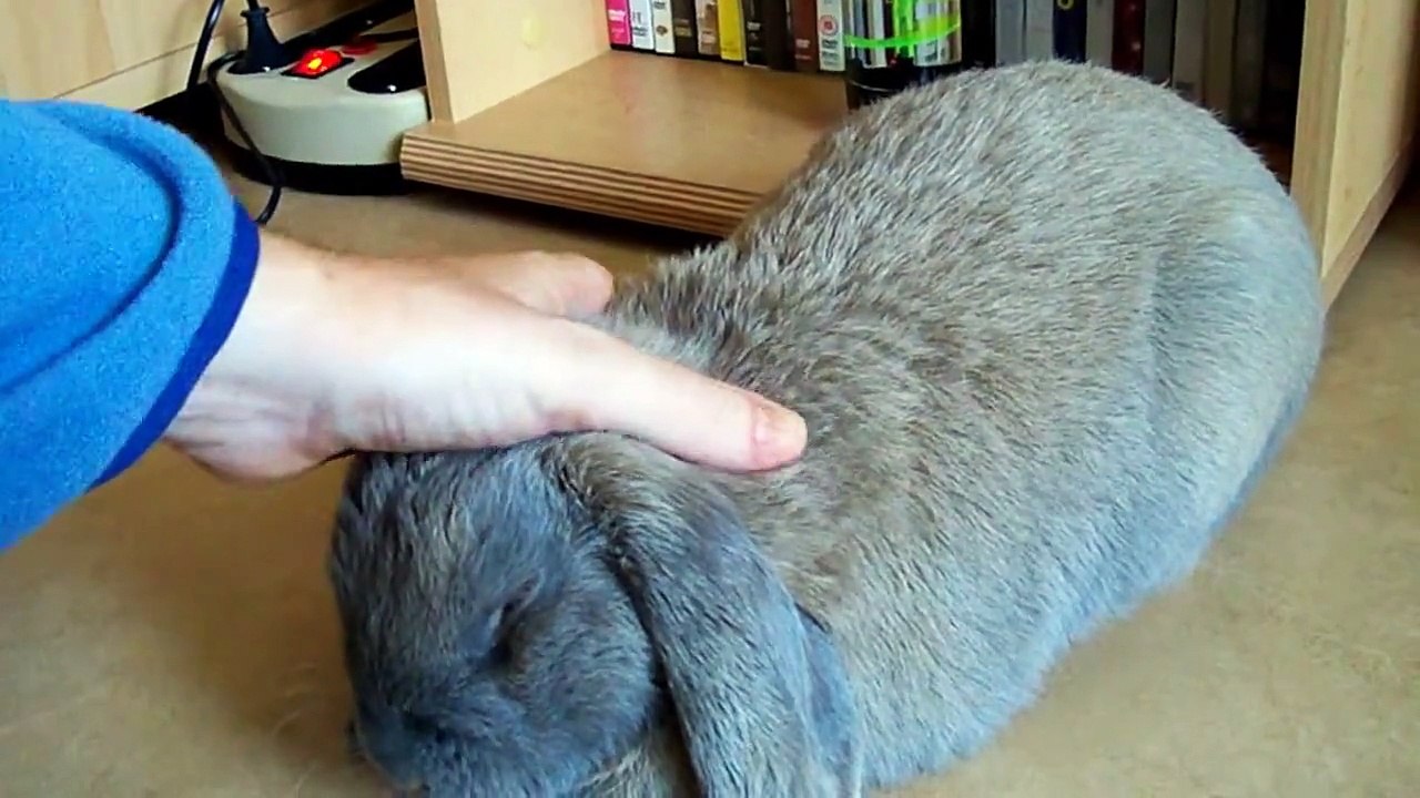 Attention ! Lapin agressif...