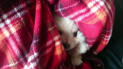 ポメラニアンの花たん ～出会い～ （Pomeranian puppy）