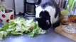 Nelly the funny Cow Cat is eating some lettuce