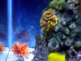 My best DIY 55 gallon marine saltwater coral reef aquarium with 20 gallon sump refugium Feb 2013
