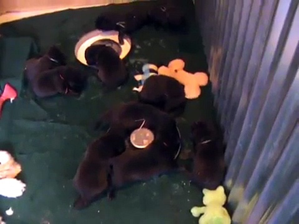 Ricochet Labradors English Chocolate Lab puppies 17 days old