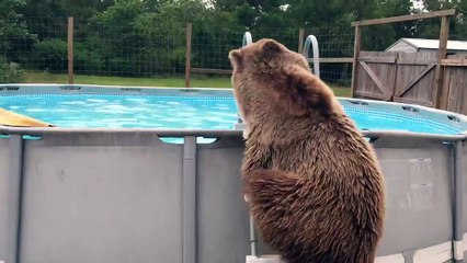 Cet ours s'eclate dans la piscine !