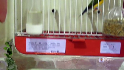 Concurso Dos Hermanas, 2011 Ornitológico diamantes de gould