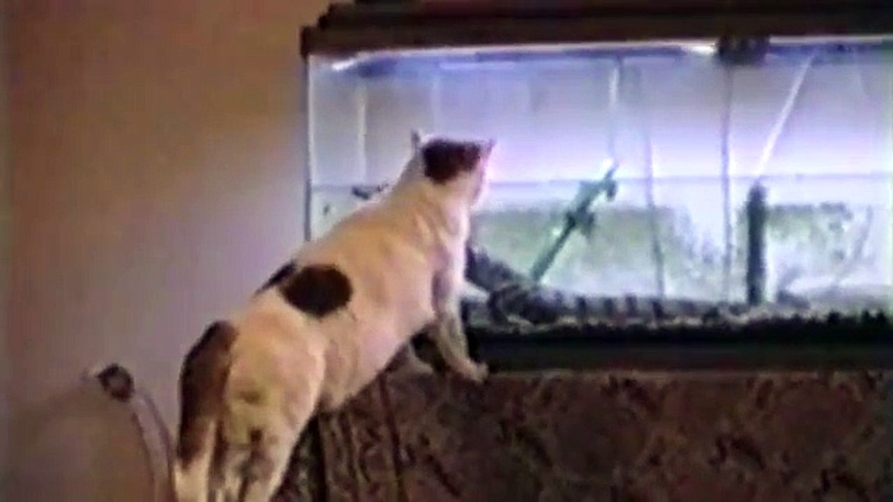 Compilation de chats peureux