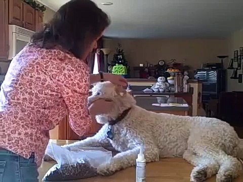 How to Clean a Goldendoodle Dog's Ears