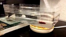 Random Convection Current Science Lab Time Lapse | science fair projects, | good science projects