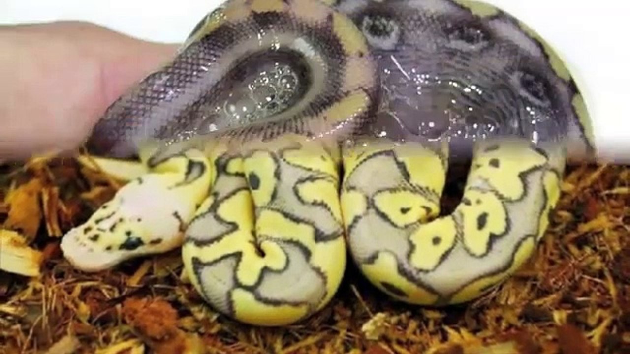 BALL PYTHON MORPHS OVER YEARS