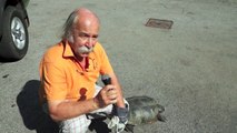 Catturata una pericolosa tartaruga azzannatrice a Lonate Pozzolo