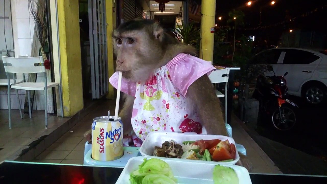 Shaki shaki eat chicken 2