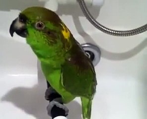 Green parrot singing Russian songs in the "shower"