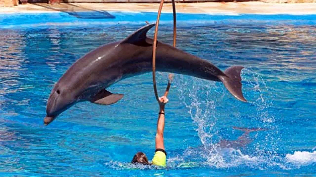 Zoo animals doing tricks - Cool animal compilation