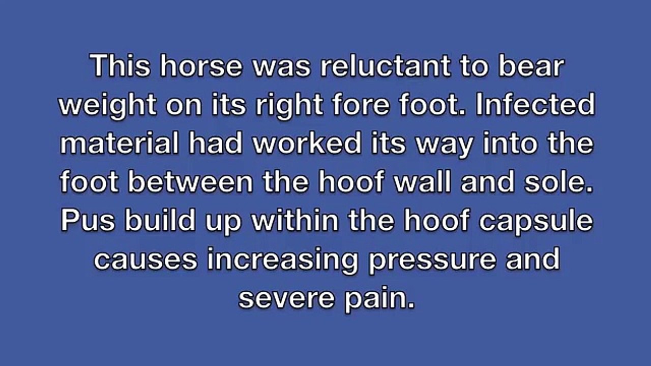 Foot Abscess pus bursting from hoof erupting from the coronary band video Dailymotion