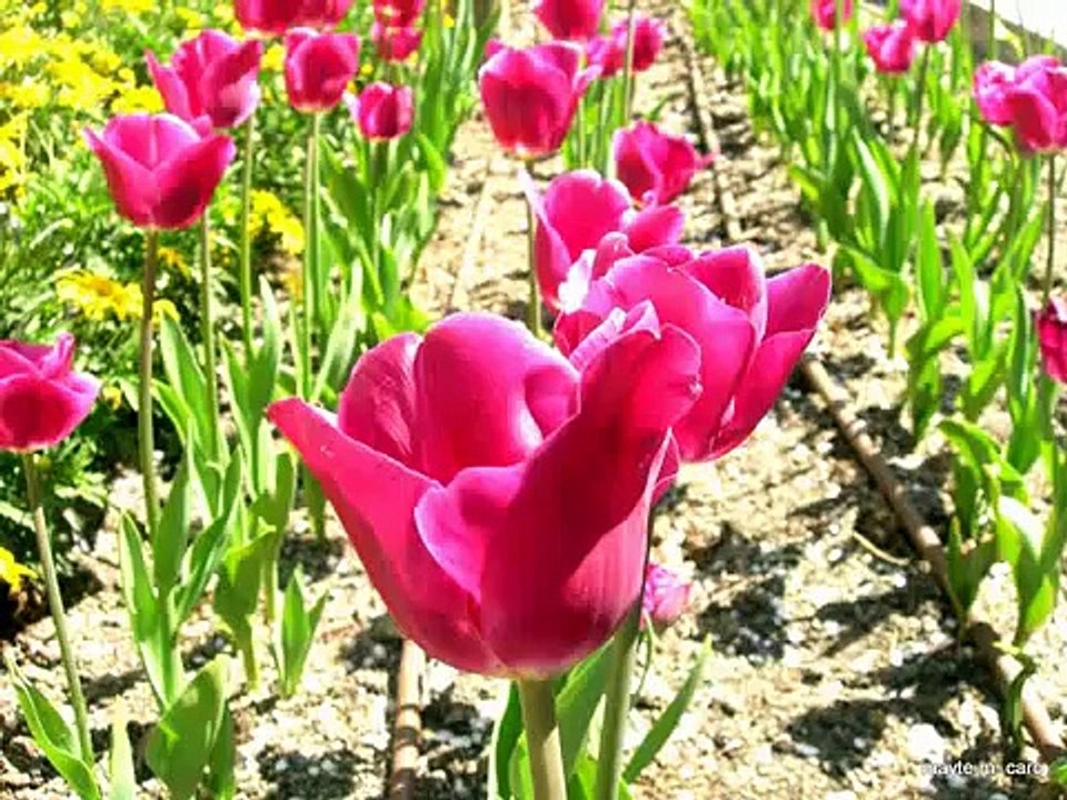 Y... VOLVIO LA PRIMAVERA