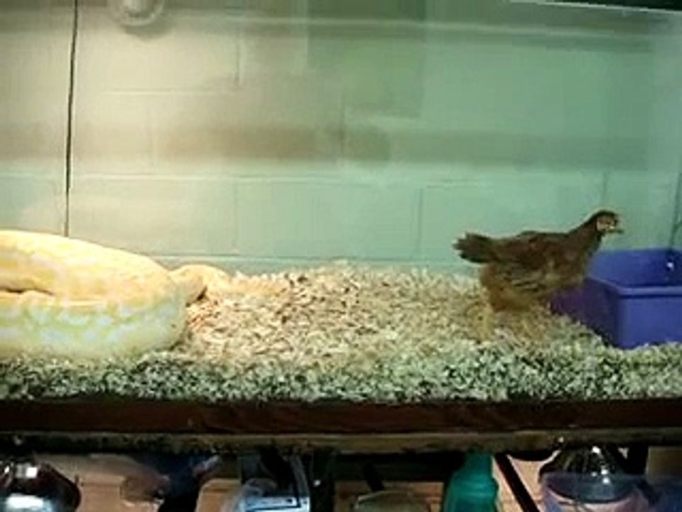 Burmese python vs chicken # 2