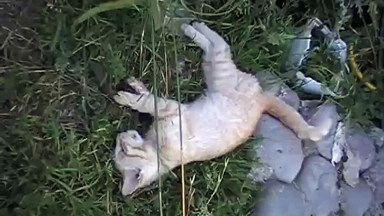 dead and dying kittens, August 1, 2010