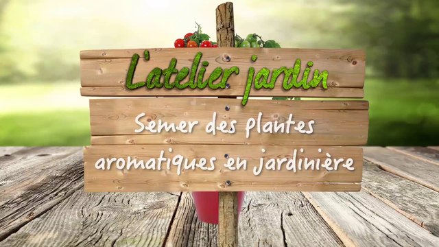 Semer des plantes aromatiques en jardinière
