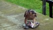 Peregrine falcon eating wood pigeon University of Birmingham [HD]