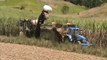 sugar cane harvester in australia