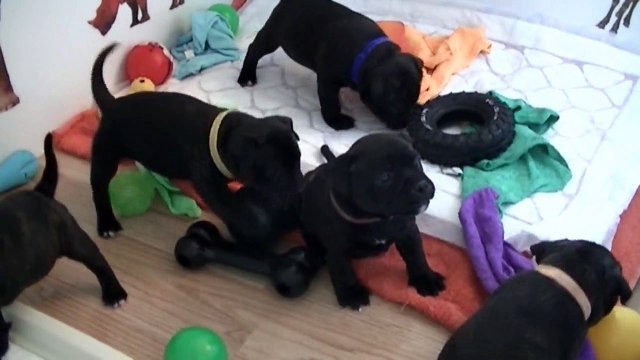 50ème vidéo Papa et ses chiot staffordshire bull terrier de la 20ème portée de Staffordland