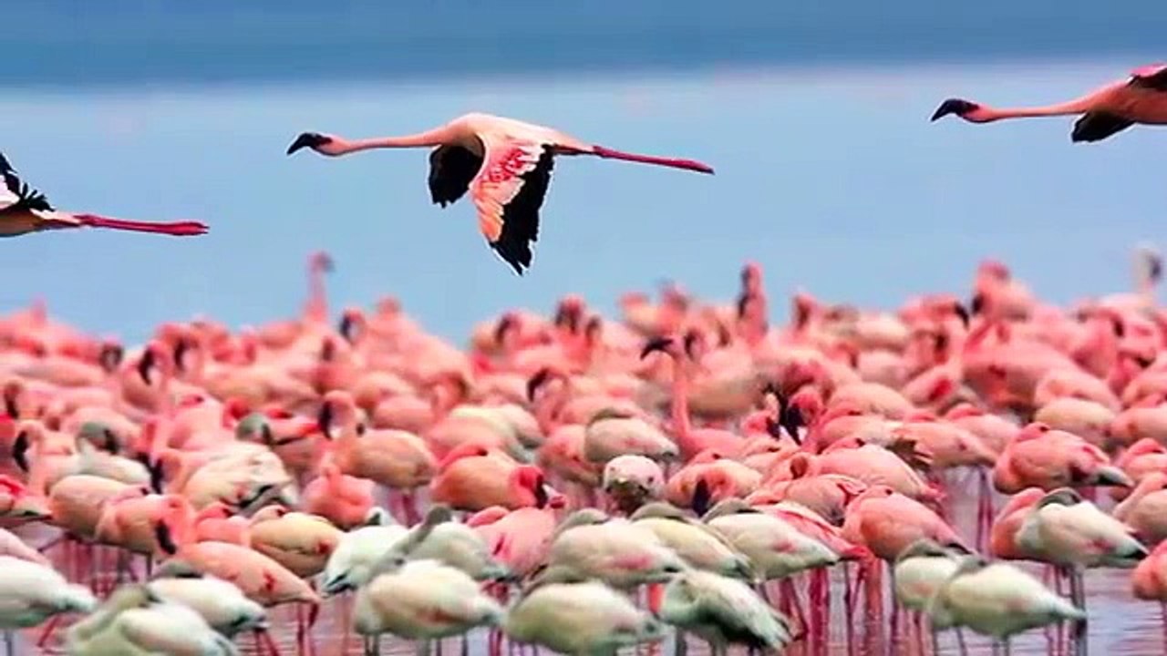 Jambo Bwana (Acapella)