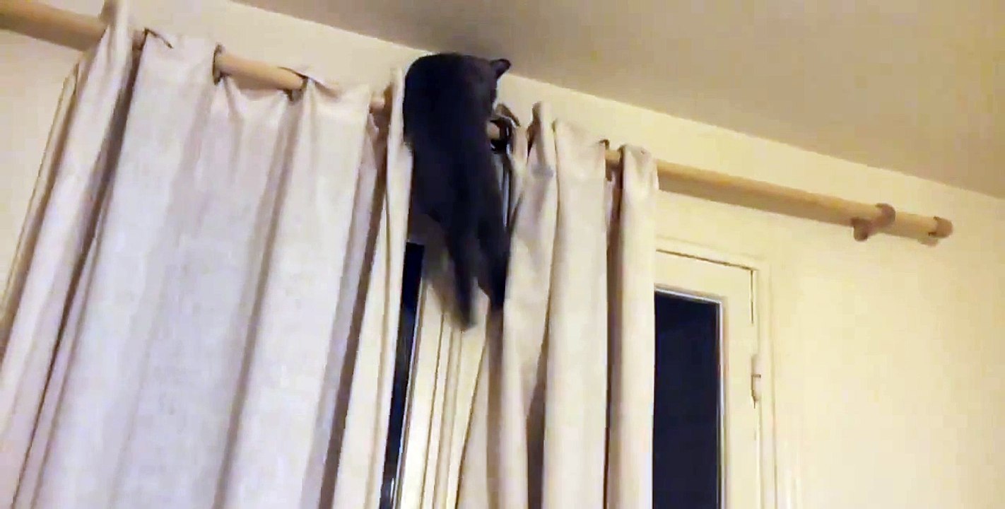 Cat climber
