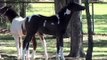 Feb 2009 Black White Pinto Arabian Weanling Filly. Ima SkipABar Annie