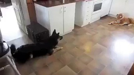 German Shepherd afraid of a toy tiger Hilarious Videos