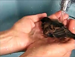 bird enjoying in water