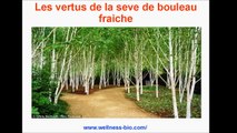 Les vertus de la seve de bouleau fraiche