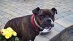 Quinn - pitbull boxer mix for adoption - courtesy thru Coming Home Rescue -- cominghomerescue.org