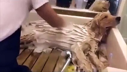 Good Doggie Loves Baths! Hilarious Videos