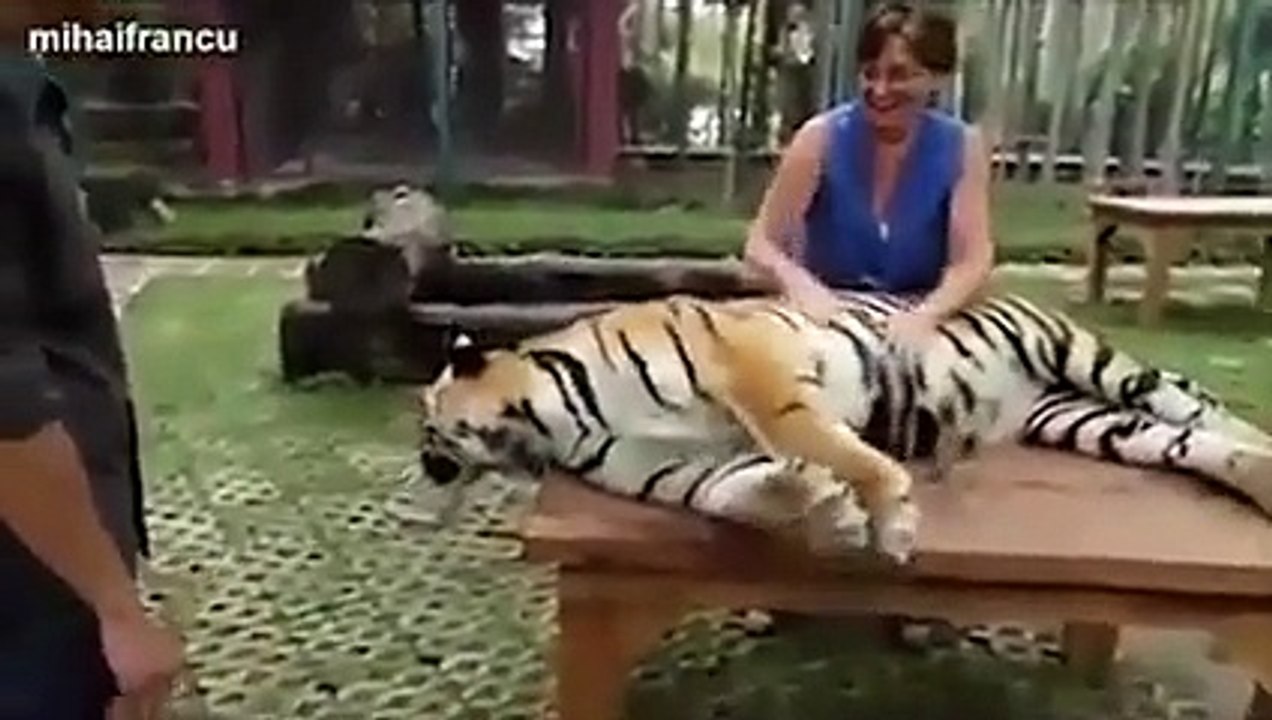 Big cat loves massage