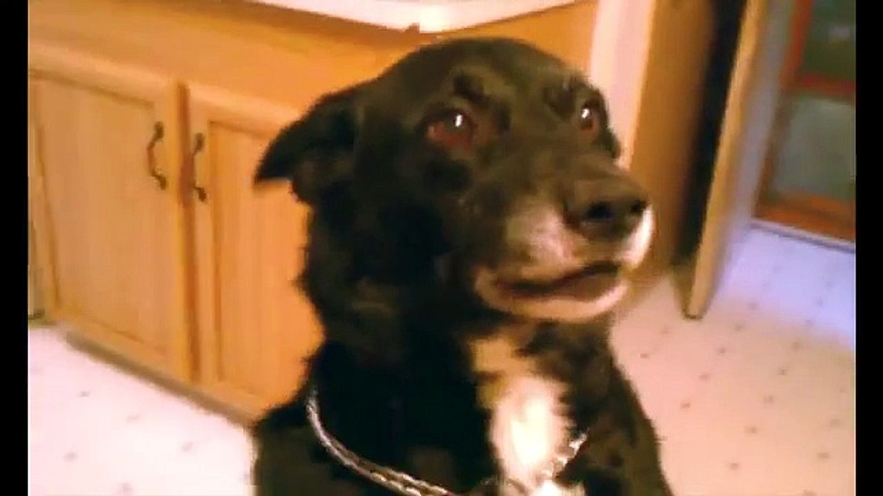 World's HARDEST Dog Tricks
