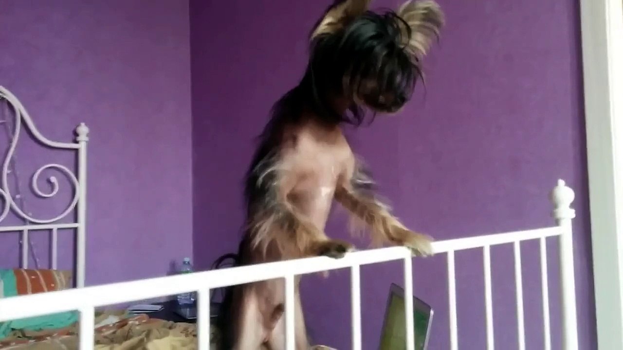 Funny dog - P1