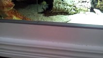 Red Bearded Dragon Eating Dubia Cockroaches