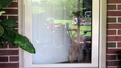 Window washing Dog - Funny