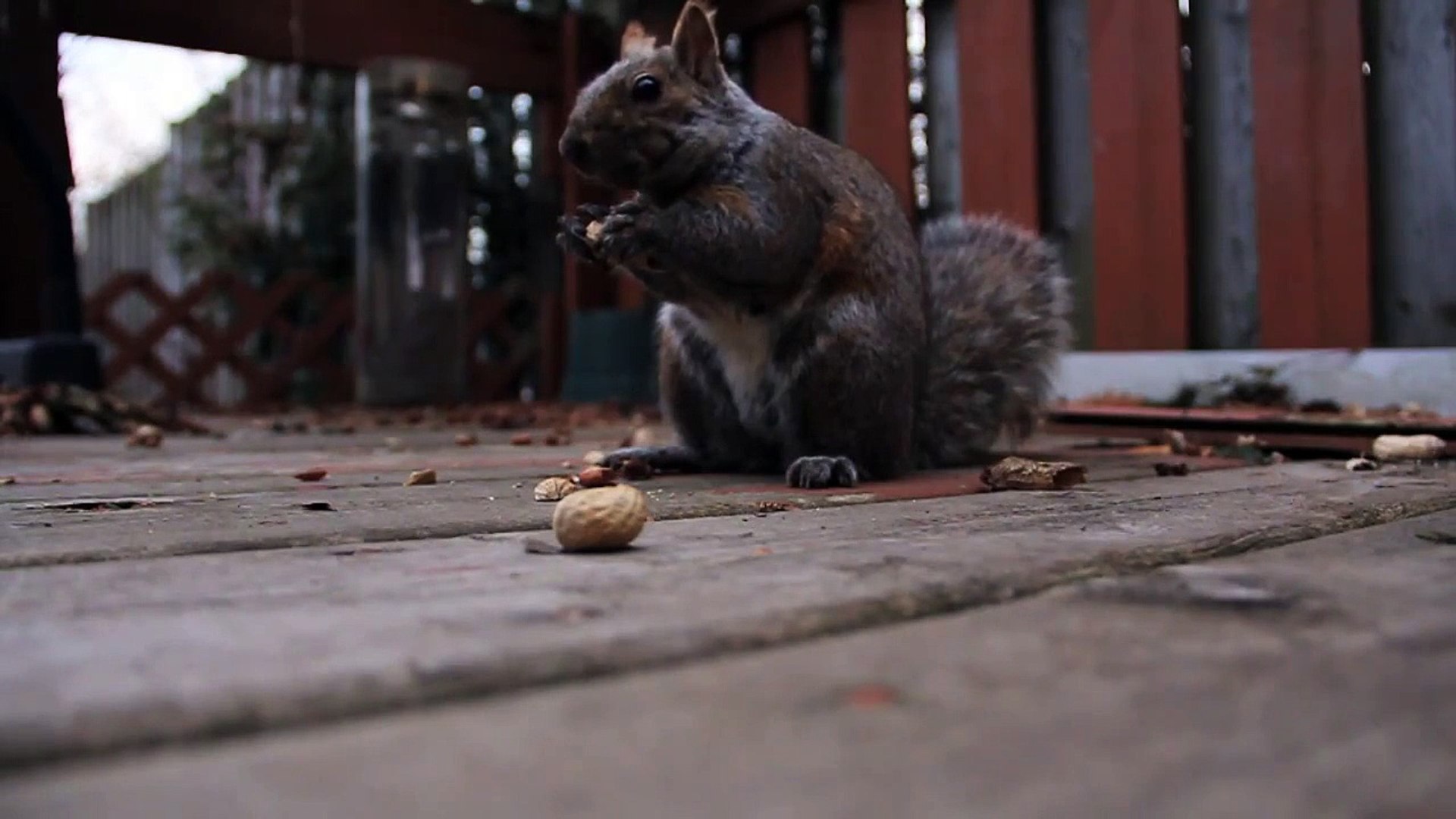 ⁣squirrel slow motion