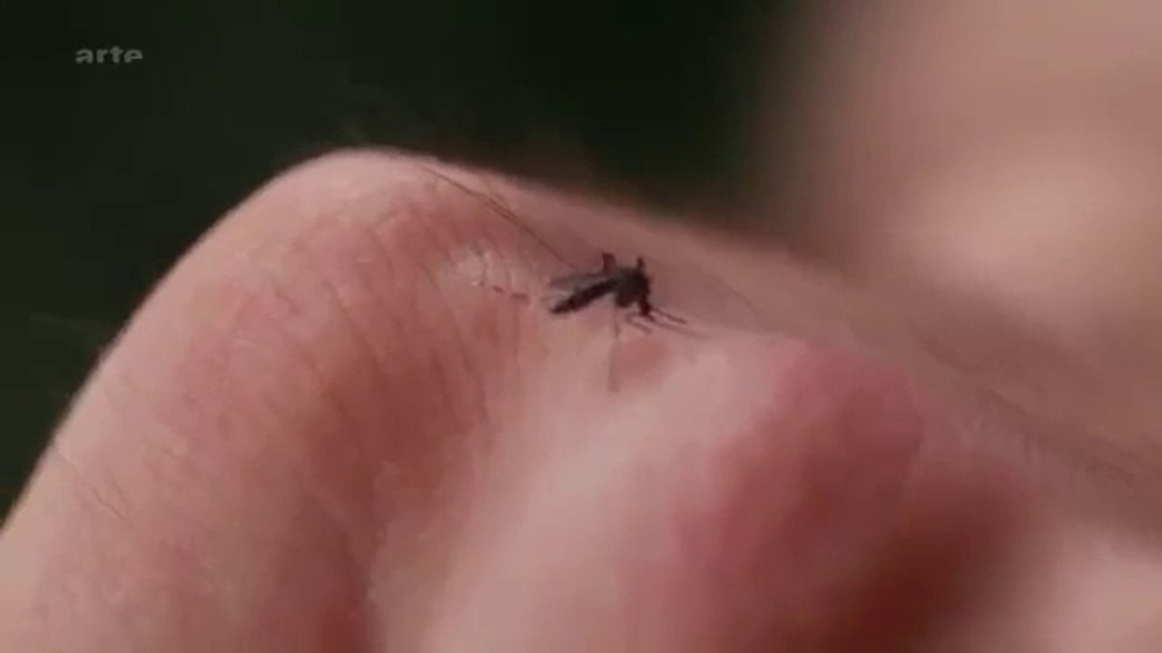 Alerte aux Moustiques !