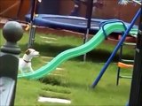 FUNNY VIDEOS - NEW ANIMAL FUNNY VIDEOS - FUNNY VIDEOS OF DOGS, CATS AND OTHER ANIMAL VINES
