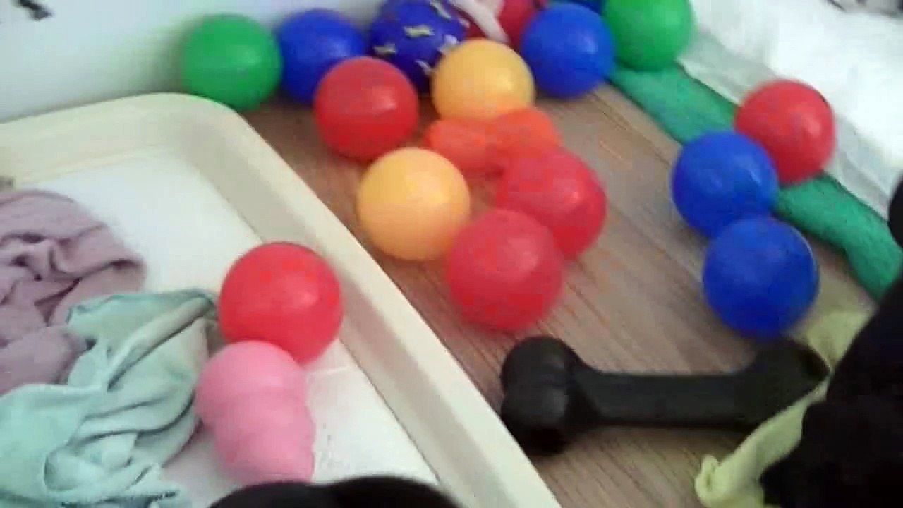 56ème vidéo Chiot staffy de la 20ème portée de Staffordland