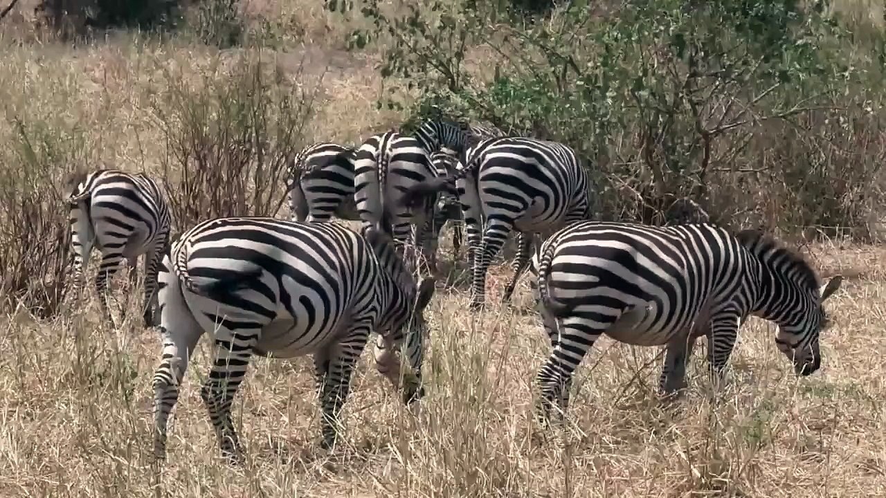 Zebra