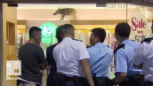 A wild boar fell the from ceiling in the middle of a shopping mall